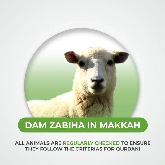 Zabiha / Qurbani in Makkah
